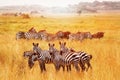 Wild African zebras in the Serengeti National Park. Africa. Tanzania Royalty Free Stock Photo