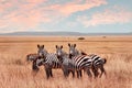 Wild African zebras in the Serengeti National Park. Wild life of Africa