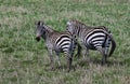 Wild African zebras walking in the savannah Royalty Free Stock Photo