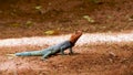 Wild Agama agama eating an ant