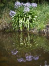 Wild Agapanthus nestled and reflected against the Riveredge