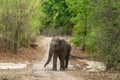 wild aggressive asian elephant or Elephas maximus indicus roadblock walking head on in summer season and natural green scenic