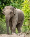 wild aggressive asian elephant or Elephas maximus indicus roadblock walking head on in summer season and natural green scenic