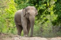 wild aggressive asian elephant or Elephas maximus indicus roadblock walking head on in summer season and natural green scenic