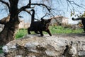 Wild and aggressive black cat ready to attack Royalty Free Stock Photo