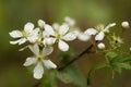 Wild Alabama Blackberry Blossoms Royalty Free Stock Photo