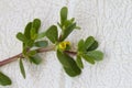 Wild Alabama Purslane - Portulaca oleracea