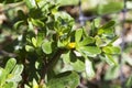 Wild Alabama Purslane - Portulaca oleracea