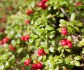 Wild Alaska Low Bush Cranberry