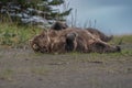 Wild Alaska Peninsula brown bear lying on the ground in a forest in daylight