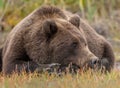Wild Alaska Peninsula brown bear lying on the ground in a forest in daylight