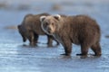 Wild Alaska Peninsula brown bear standing on a wet beach in daylight