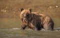 Wild Alaska Peninsula brown bear swimming in the water in a rural area on a sunny day