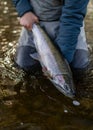 Wild Alaska Steelhead fish Royalty Free Stock Photo