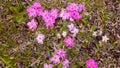 Wild Alaska Tundra Blossoms Royalty Free Stock Photo