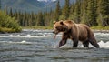 Wild Alaskan Brown Bear Fishing in Rushing River with Leaping Salmon Mountain Backdrop Royalty Free Stock Photo