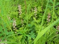 Wild Alaskan Pryola Flowers in Bloom