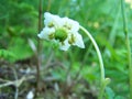 Wild Alaskan Single Delight Flower