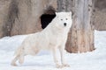 Wild alaskan tundra wolf. Canis lupus arctos. Polar wolf or white wolf. Royalty Free Stock Photo