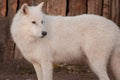 Wild alaskan tundra wolf close up. Canis lupus arctos. Polar wolf or white wolf. Royalty Free Stock Photo