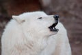 Wild alaskan tundra wolf is howling in response to other wolves. Canis lupus arctos. Animals in wildlife. Royalty Free Stock Photo