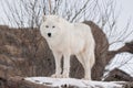 Wild alaskan tundra wolf is looking at the camera. Canis lupus arctos. Polar wolf or white wolf Royalty Free Stock Photo