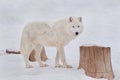 Wild alaskan tundra wolf is looking at the camera. Canis lupus arctos. Polar wolf or white wolf. Royalty Free Stock Photo