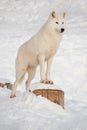 Wild alaskan tundra wolf is looking for its prey. Canis lupus arctos. Polar wolf or white wolf