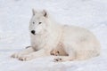 Wild alaskan tundra wolf is lying on white snow. Animals in wildlife. Canis lupus arctos. Royalty Free Stock Photo