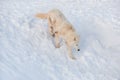 Wild alaskan tundra wolf is running on a white snow. Canis lupus arctos. Polar wolf or white wolf Royalty Free Stock Photo
