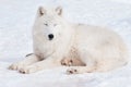 Wild alaskan tundra wolf is sleeping on white snow. Canis lupus arctos. Royalty Free Stock Photo