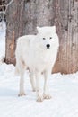 Wild alaskan tundra wolf is standing on white snow. Canis lupus arctos. Royalty Free Stock Photo