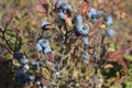 Wild blueberries 39