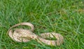 Wild Albino Eastern Garter Snake Royalty Free Stock Photo