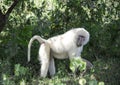 Wild albino male baboon monkey mandrill eating fruit in tropical Tanzania, Africa