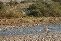 Wild alert sambar deer or Rusa unicolor in ramganga river and tiger or panthera tigris tigris in scenic view landscape background