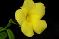 Wild Allamanda, Yellow Mandevilla, Pentalinon luteum, formerly Urechites lutea Royalty Free Stock Photo