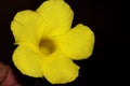 Wild Allamanda, Yellow Mandevilla, Pentalinon luteum, formerly Urechites lutea Royalty Free Stock Photo