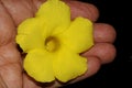 Wild Allamanda, Yellow Mandevilla, Pentalinon luteum, formerly Urechites lutea Royalty Free Stock Photo
