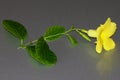 Wild Allamanda, Yellow Mandevilla, Pentalinon luteum, formerly Urechites lutea Royalty Free Stock Photo