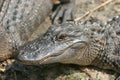 Wild Alligator Royalty Free Stock Photo
