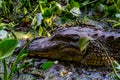 A Wild Alligator (Alligator mississippiensis) Lurking in the Tangled Vines of the Swamps of Brazos Bend