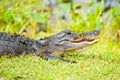 Wild alligator by Florida everglades. Royalty Free Stock Photo