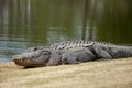 Wild alligator on golf course Royalty Free Stock Photo
