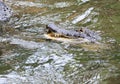Wild alligator in water