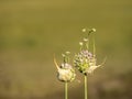 Wild alliums nature background.