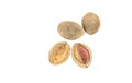 Wild Almond (Irvingia malayana Oliv. Ex A. Benn.). Royalty Free Stock Photo