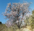 Wild almond tree in full spring blossom