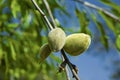 Wild almonds Royalty Free Stock Photo