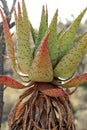 Wild Aloe Plant with green and red leaves Royalty Free Stock Photo